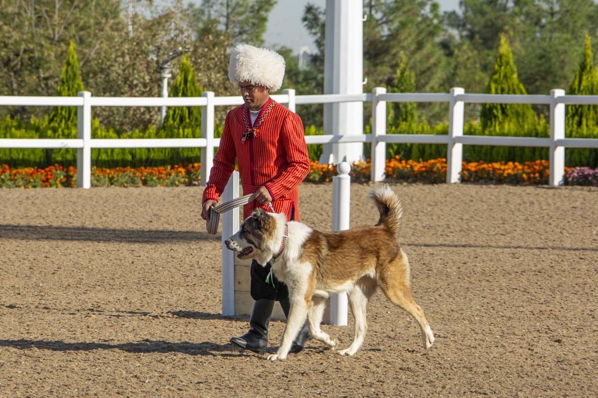 В стране широко отметили Праздник туркменского алабая